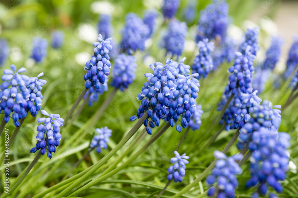 Muscari armeniacum, blue spring bubous flowers in bloom Muscari armeniacum, blue spring bubous flowers in bloom