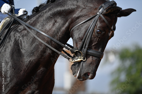 Fototapeta Naklejka Na Ścianę i Meble -  Close up of a bay dressage horse head
