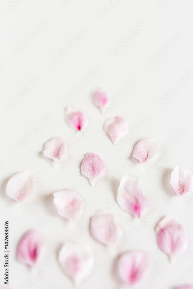 close up of light and soft sacura petals on white background. Concept of love. feeling of spring.