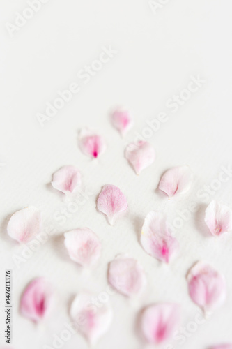 Fototapeta Naklejka Na Ścianę i Meble -  close up of light and soft sacura petals on white background. Concept of love. feeling of spring.