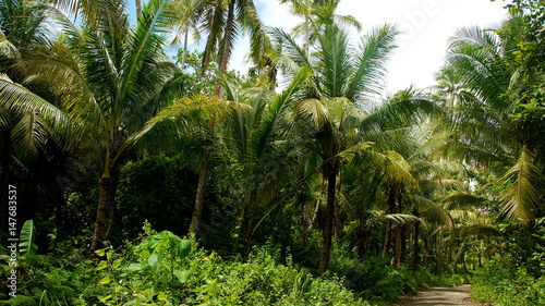 schmaler Weg durch grünen Palmenwald in Südostasien