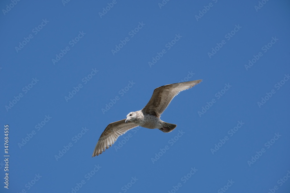 Seagul against blue sky