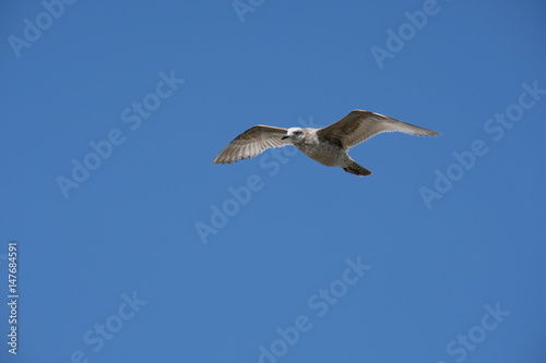 Seagul against blue sky