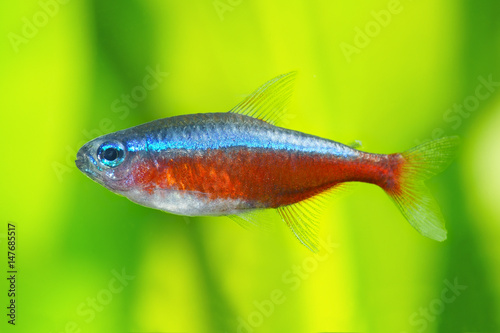 Red Neon tetra fish 
