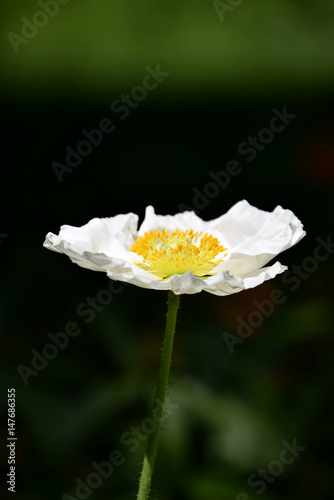 Arctomecon merriamii, white poppy macro photo