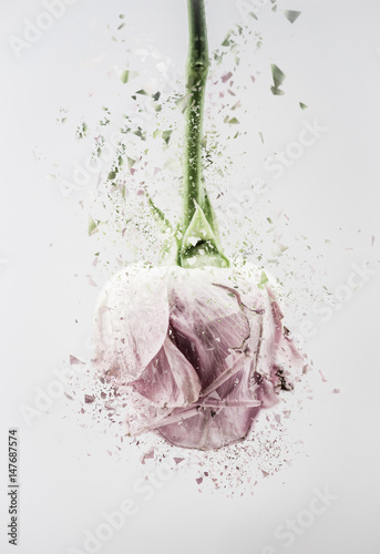 Fragile Rose II