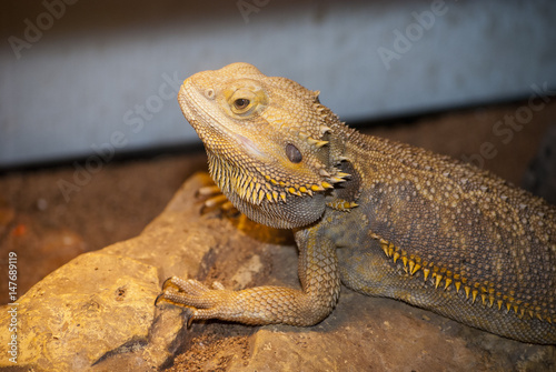 Kobota Lizard