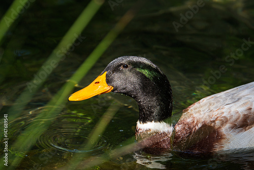 Beautiful male ducks
