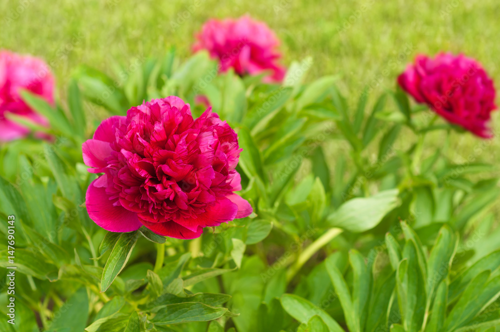 Frühsommer im Garten: Pfingstrose in üppiger Blütenfülle, Paeonia, gefüllte Päonie, winterharte Stauden, Bauerngarten