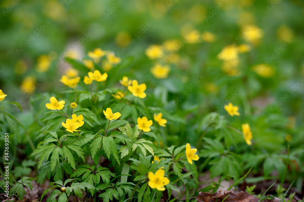 Beautiful yellow wildflowers in the park