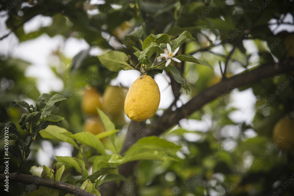 Lemon trees small, Top View