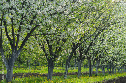 Rows of flowering fruit trees in the orchard