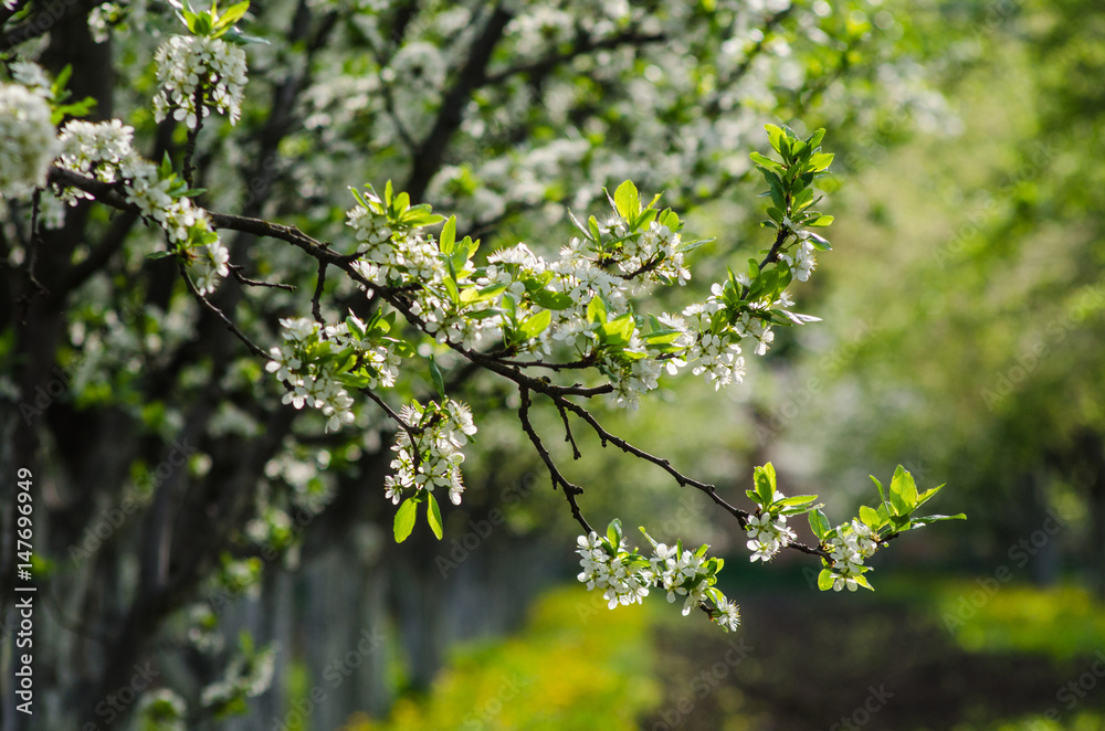 White flowers on the branches of a blossoming fruit tree in the orchard White flowers on the branches of a blossoming fruit tree in the orchard