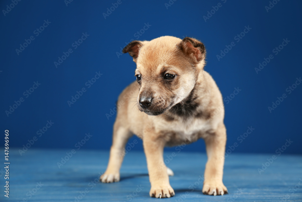 Cute small puppy on color background
