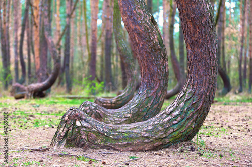 crooked forest in Gryfino in Poland photo