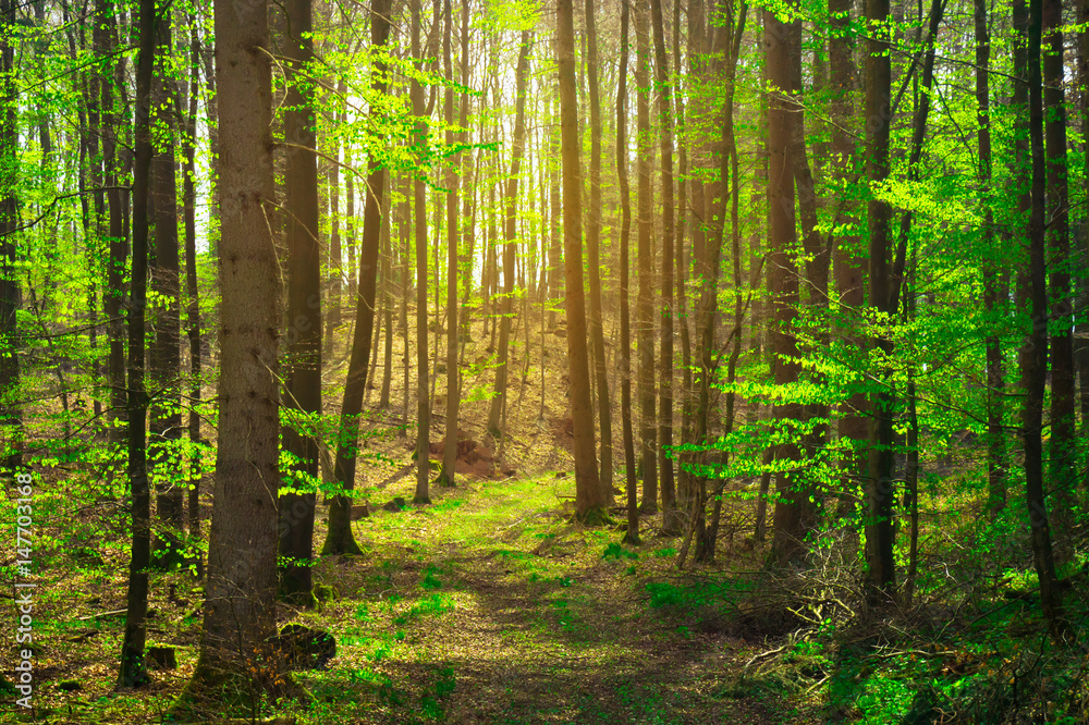 Fototapeta premium Fairytale forest
