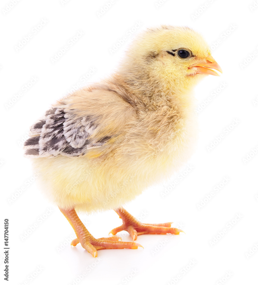 Obraz premium Small yellow chicken.