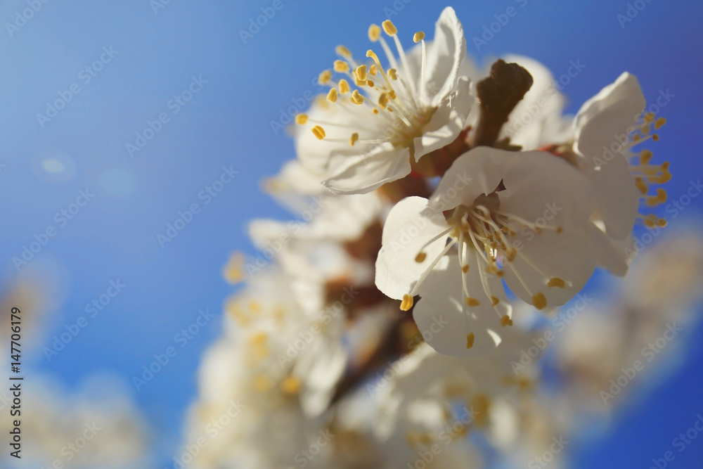 Obraz premium Branch of apricot tree flowers on sky background