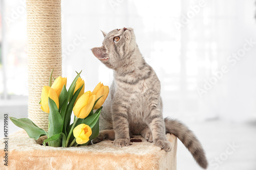 Fototapeta Naklejka Na Ścianę i Meble -  Cute cat sitting on claw sharpener with bouquet of flowers