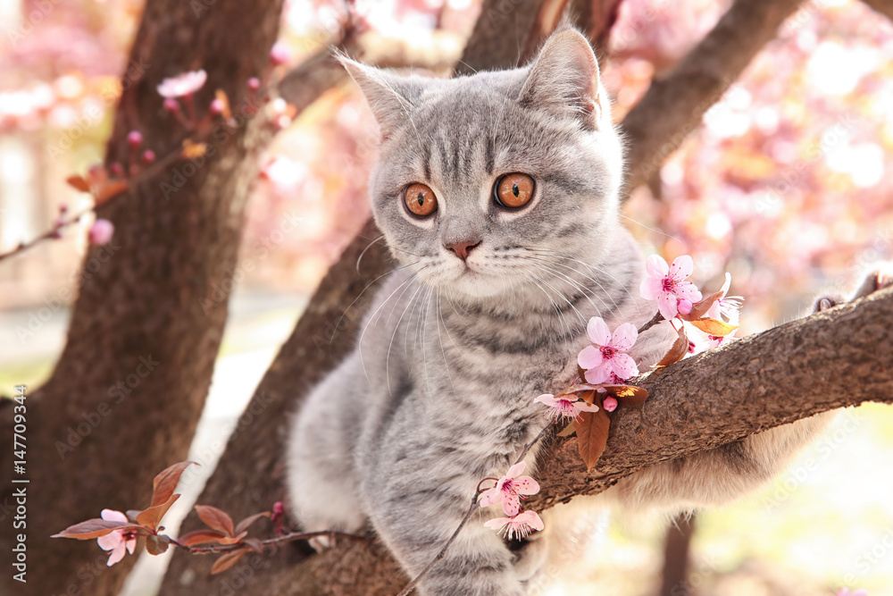 Obraz premium Śliczny kot na kwitnąć drzewa outdoors