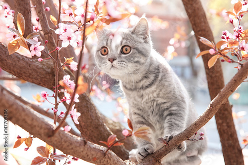 Fototapeta Naklejka Na Ścianę i Meble -  Cute cat on blossoming tree outdoors