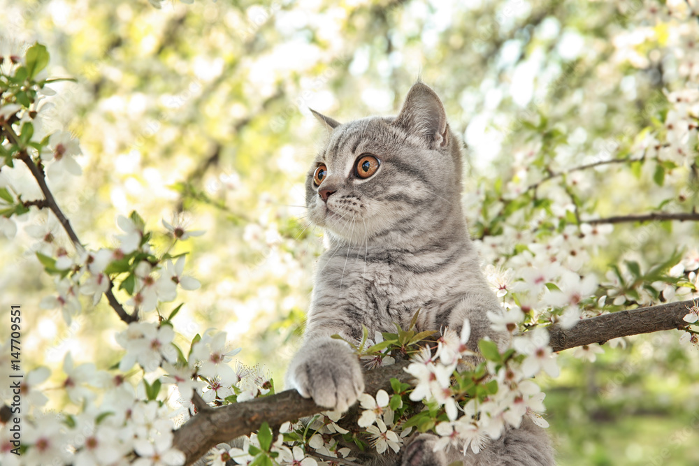Naklejka premium Cute cat on blossoming tree outdoors