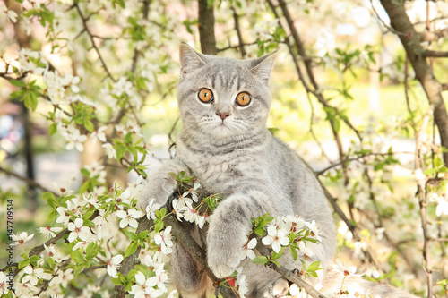 Fototapeta Naklejka Na Ścianę i Meble -  Cute cat on blossoming tree outdoors