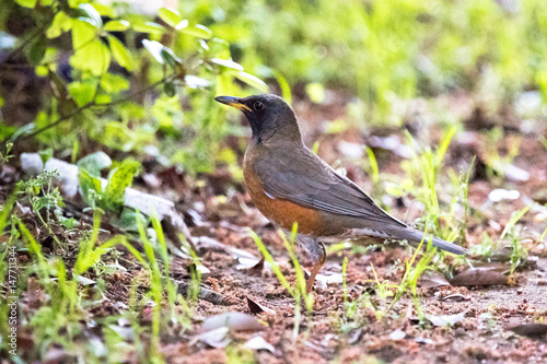 Photos 野鳥　アカハラ