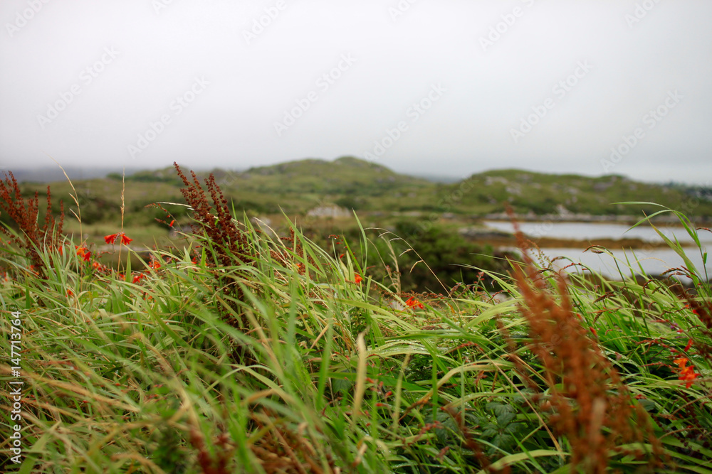 Gras bei Seenlandschaft in regnerischem Irland