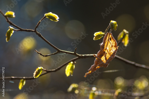 Branch with young and old l...