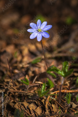 Blue spring flower or Hepat...