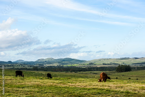 Classic view countryside in Maldonado Department of Uruguay: Cows, meadows and green technologies