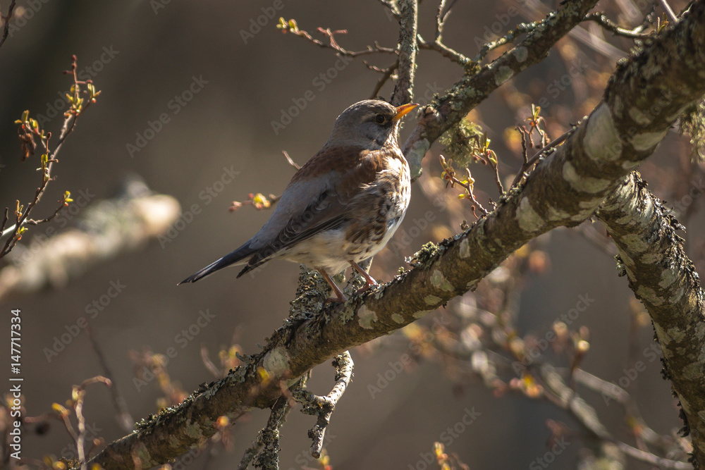 Fieldfare or Turdus pilaris perched on a branch Fieldfare or Turdus pilaris perched on a branch