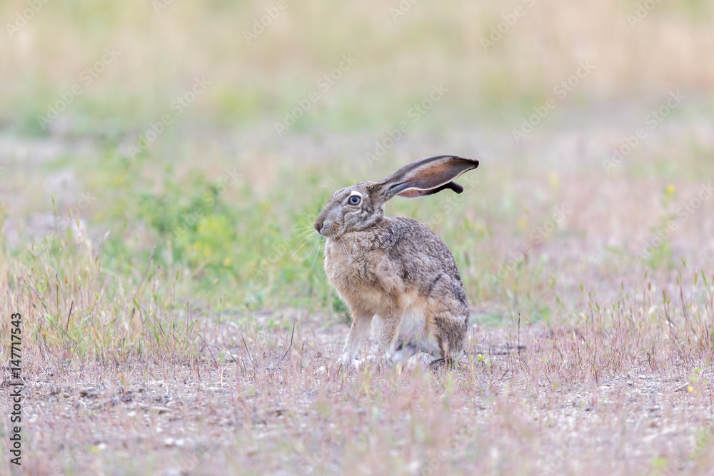 Fototapeta premium Alert Black-tailed Jackrabbit (Lepus californicus). Santa Clara County, California, USA.