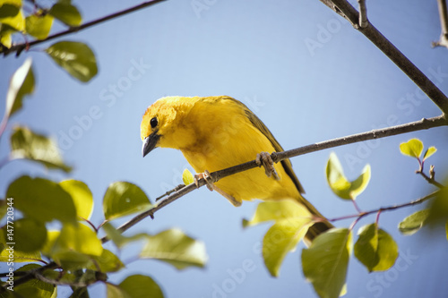 Yellow canary