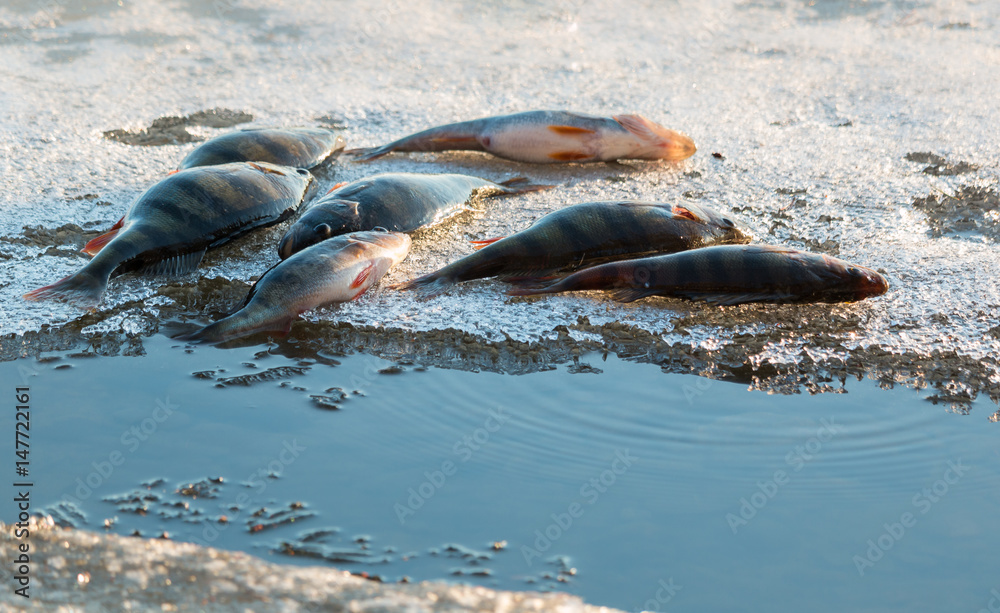 Fototapeta premium Big perch on ice floe
