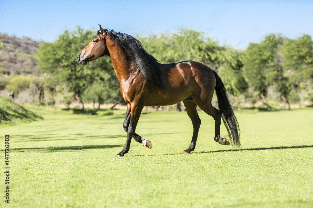 Fototapeta premium Thoroughbred wild horse