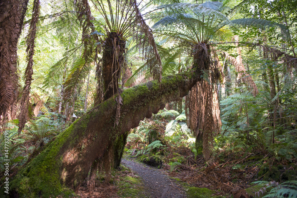 Tasmanian rainforest. Tasmanian rainforest.
