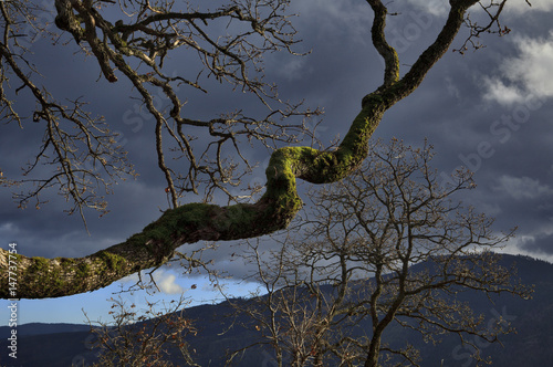 Mossy tree branch with sunlight glinting off of it, dramatic sky © tonawilliams