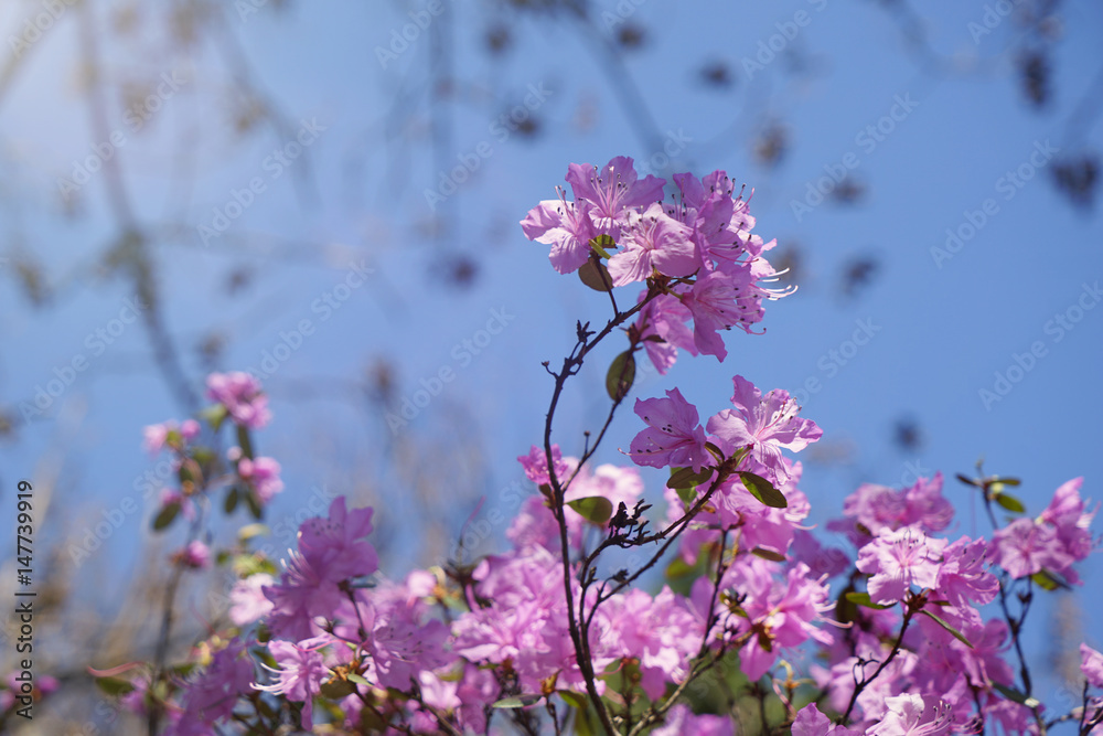 Blossoming tree of oleander in park Blossoming tree of oleander in park