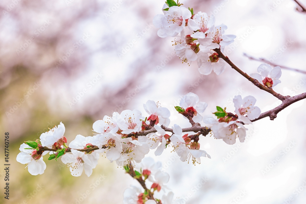 Branch of blooming tree flowers on blurred background Branch of blooming tree flowers on blurred background