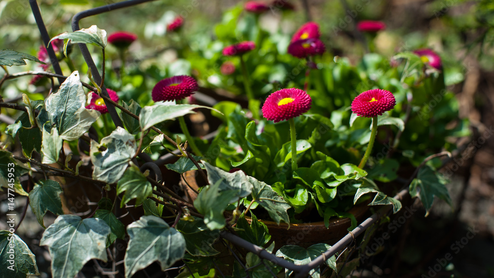 Obraz premium Garden Flowers