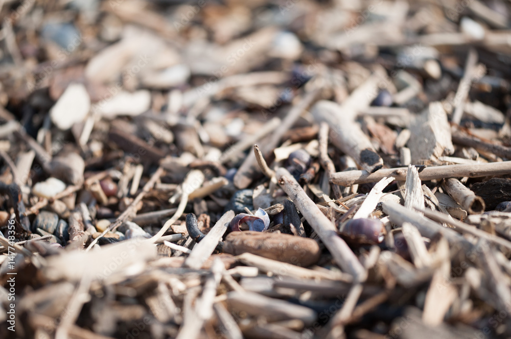 On the shore, stones, woks, wands, branches, texture. On the shore, stones, woks, wands, branches, texture.