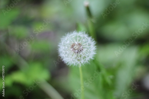 Dandelion