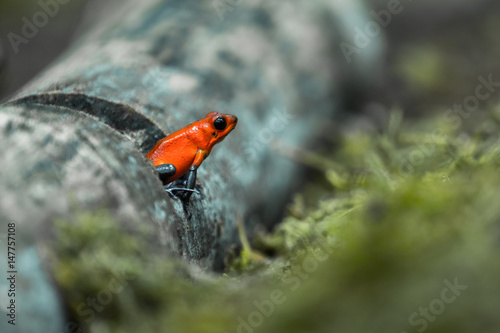 Strawberry poison frog or strawberry poison-dart frog (Oophaga pumilio, formerly Dendrobates pumilio)