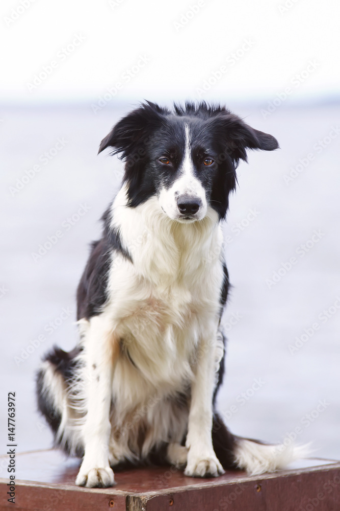 Black and white Border Collie dog sitting outdoors on a wooden box