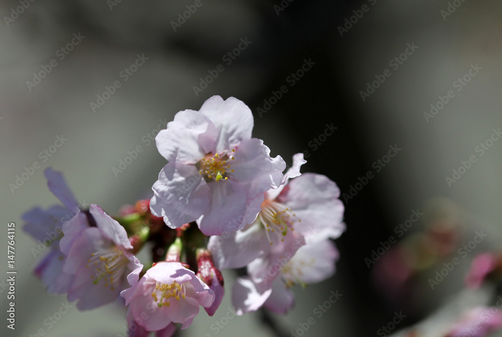 Fototapeta premium fleur