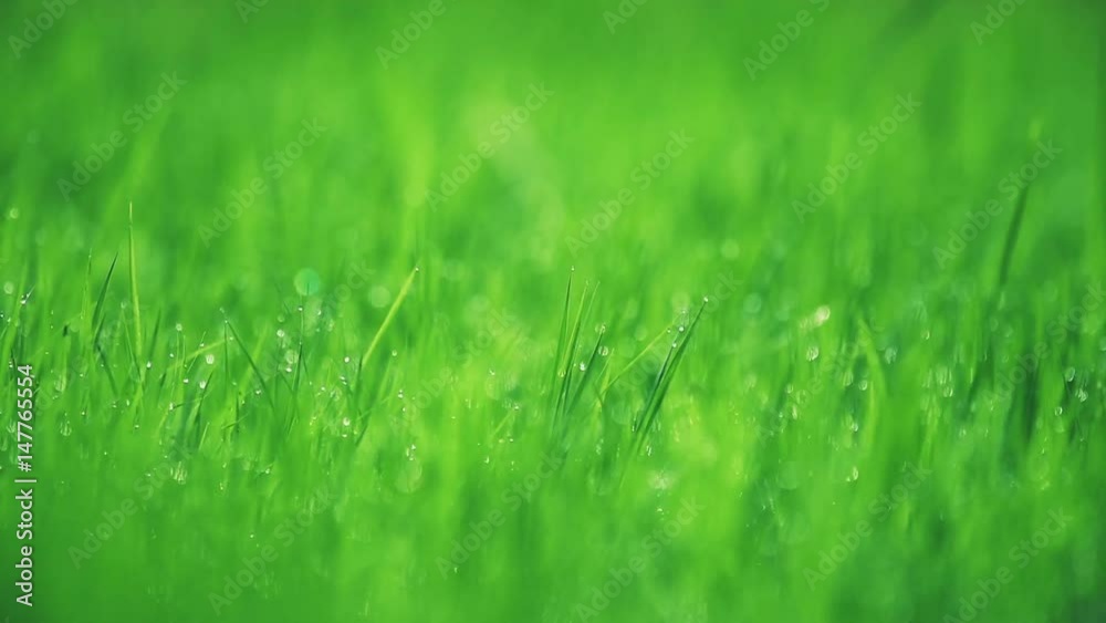 Blurred grass with dew drops in spring season. Blurred grass with dew drops in spring season.