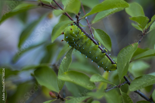 Large green caterpillar (Hyalophora cecropia, larva) clinging to thin branch, Washington State