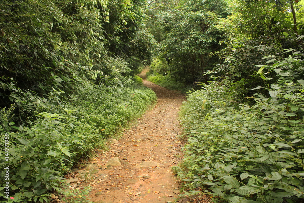 Walking in the path way on the woods Walking in the path way on the woods